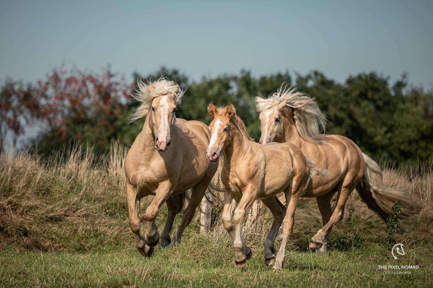 Cream Horse Ranch - Germany